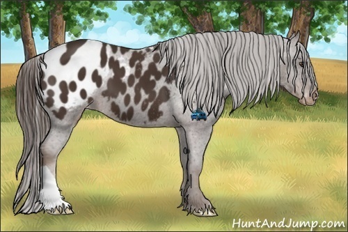 Horse Color:Liver Chestnut Appaloosa 