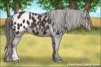 Horse Color:Liver Chestnut Appaloosa 