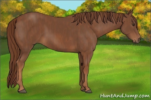 Horse Color:Chestnut Brindle