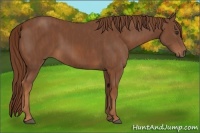 Horse Color:Chestnut  Brindle