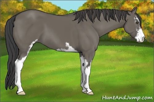 Horse Color:Smoky Grullo Sabino 