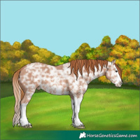 Horse Color:Chestnut Ice Sabino Splash