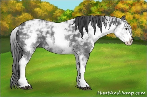 Horse Color:White Spotted Black Ice 