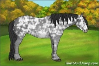 Horse Color:Liver Chestnut Ice Sabino Frame 