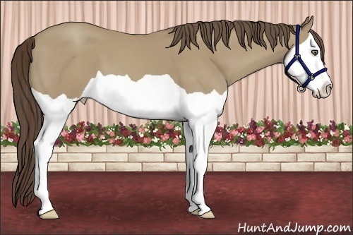 Horse Color:Classic Cream Champagne Splash 