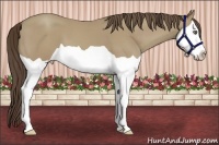 Horse Color:Classic Cream Champagne Splash 