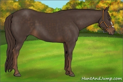 Horse Color:Liver Chestnut 