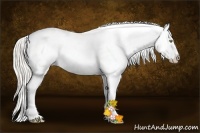 Horse Color:Silver Classic Champagne Roan Dun Splash Tobiano Frame Blanket Rabicano 