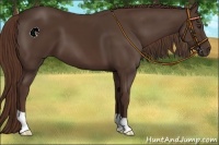 Horse Color:Liver Chestnut 