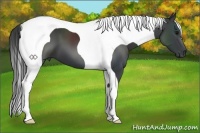 Horse Color:Black Tobiano Frame