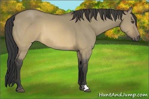 Horse Color:Buckskin Dun