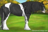 Horse Color:Black Splash Tobiano