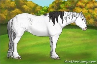 Horse Color:Buckskin Sabino