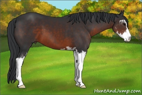 Horse Color:Brown Sabino 