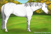 Horse Color:Brown Sabino Splash Rabicano 