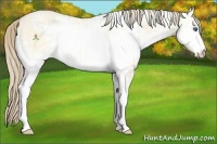 Horse Color:White Spotted Perlino Dun 