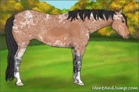 Horse Color:Bay Ice 