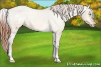 Horse Color:White Spotted Amber Champagne Dun Varnish Rabicano 