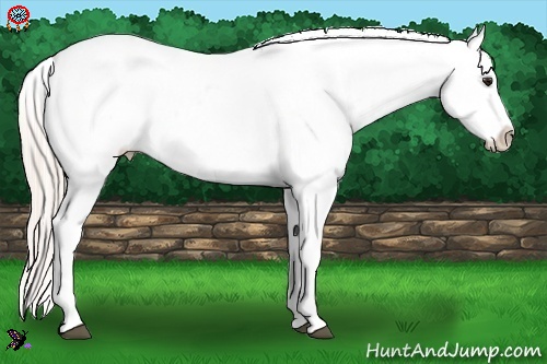 Horse Color:Silver Brown Dun Blanket