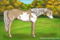 Horse Color:Palomino Splash Frame