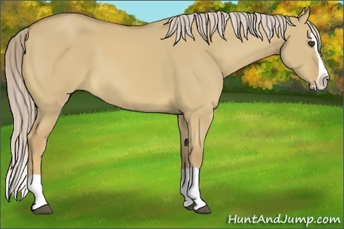 Horse Color:Palomino Dun Splash 