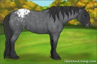Horse Color:Blue Roan Varnish 