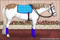 Horse Color:Chestnut Splash 