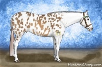 Horse Color:Bay Dun Sabino Splash Near Leopard 