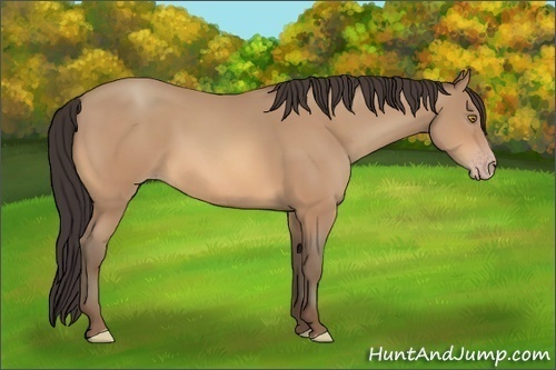 Horse Color:Amber Champagne