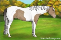 Horse Color:Classic Champagne Tobiano