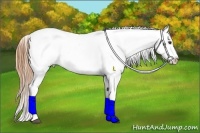 Horse Color:Red Dun Appaloosa 