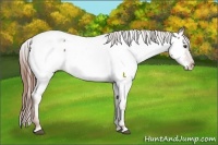 Horse Color:Chestnut Appaloosa 