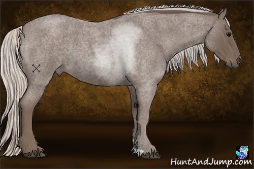 Horse Color:Silver Blue Roan 