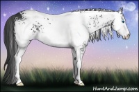 Horse Color:White Spotted Black Splash 