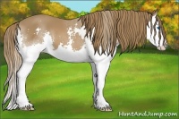 Horse Color:Chestnut Splash