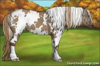 Horse Color:White Spotted Liver Red Dun 