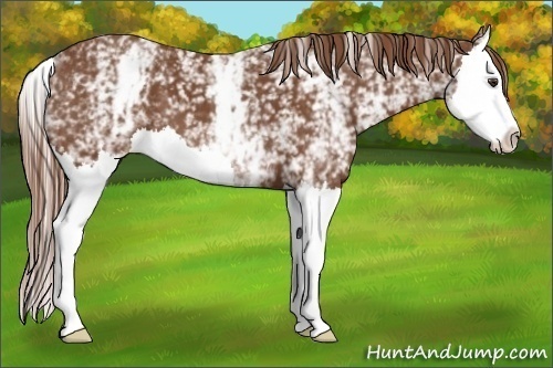 Horse Color:White Spotted Chestnut Splash 