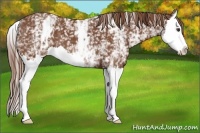 Horse Color:White Spotted Chestnut Splash