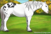 Horse Color:Brown Frame Appaloosa Rabicano