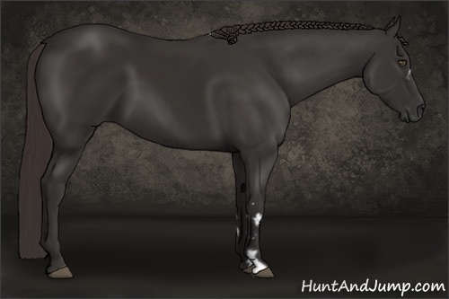 Horse Color:Liver Chestnut Frame