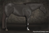 Horse Color:Liver Chestnut Frame 