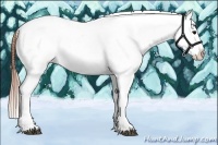 Horse Color:Grullo Blanket 