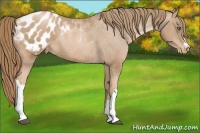 Horse Color:Chestnut Pearl Appaloosa
