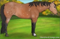 Horse Color:Bay 