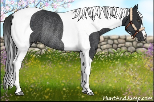 Horse Color:Black Tobiano Rabicano 