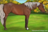 Horse Color:Silver Bay 