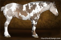 Horse Color:White Spotted Chocolate Palomino