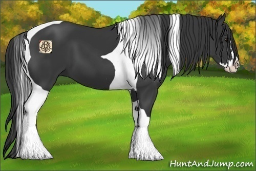 Horse Color:Black Splash Tobiano 