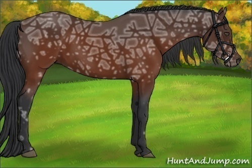 Horse Color:Brown Ice Rabicano 