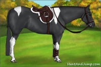 Horse Color:Black Tobiano Rabicano